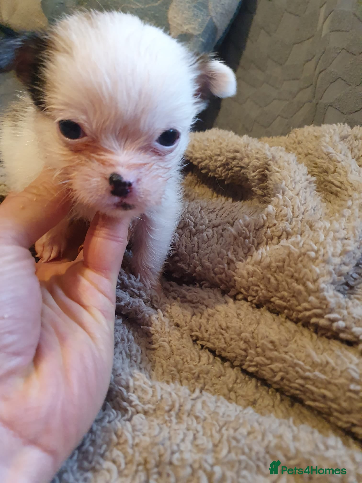 Mixed Breed dogs 2 Boy & 2 Girl- Jack Russell/Chihuahua x Shih Tzu - Advert 8