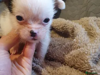 Mixed Breed dogs 2 Boy & 2 Girl- Jack Russell/Chihuahua x Shih Tzu - Advert 8