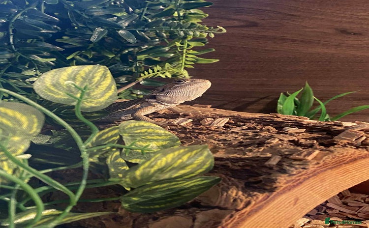 Bearded Dragon reptiles - Advert 2
