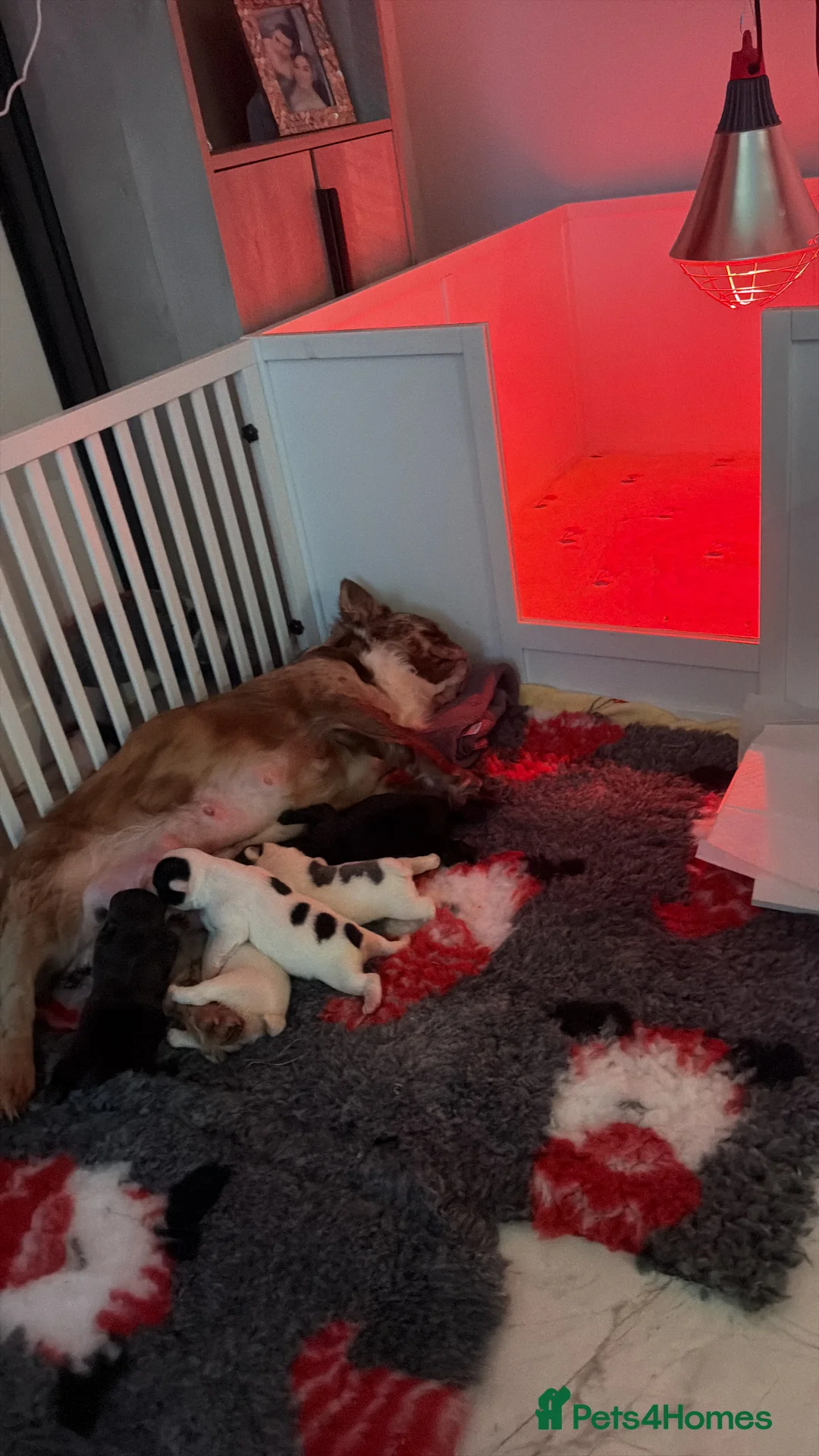 French Bulldog dogs for sale: Visual fluffy French bulldogs  - Advert 2