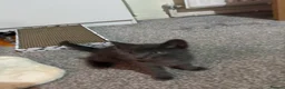 British Shorthair cats for sale: 2 adorable Grey 9 week old male kittens - Advert 2