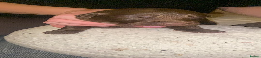 Adorable Male Sheprador Pups