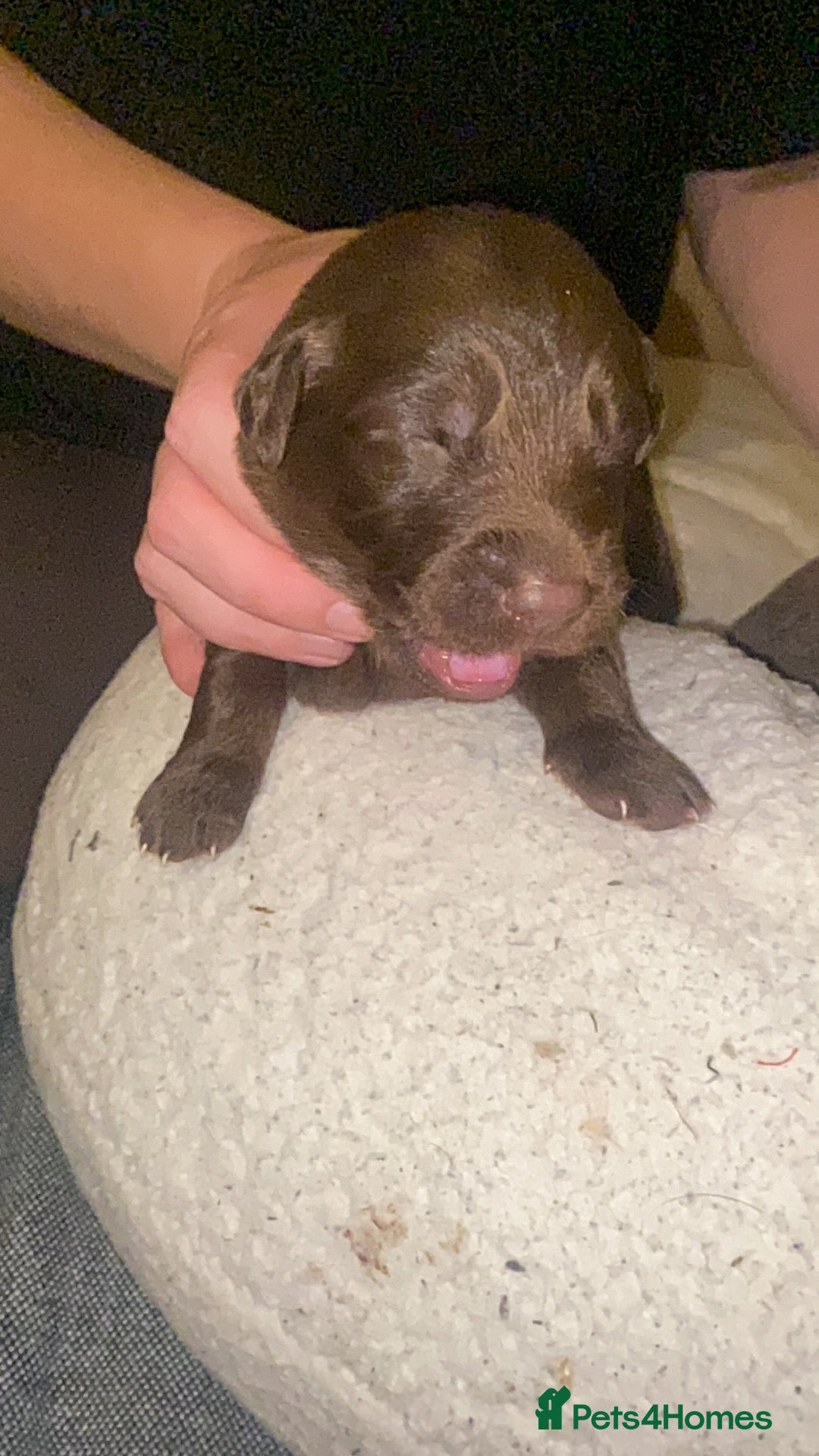 Mixed Breed dogs for sale: Beautiful Family-Raised Sheprador Puppies - Image 28