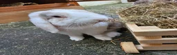 Mini Lop rabbits for sale: 2 males 1 female mini lops in Scarborough - Advert 9