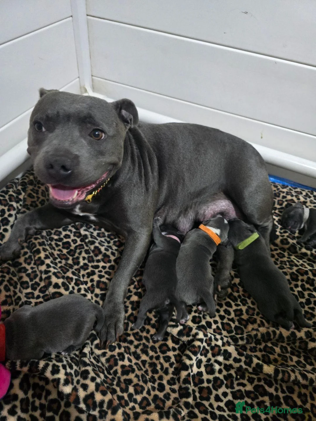 Staffordshire Bull Terrier dogs for sale: Strong PURE Blue Eng Staffordshire Bull Terrier - Advert 1