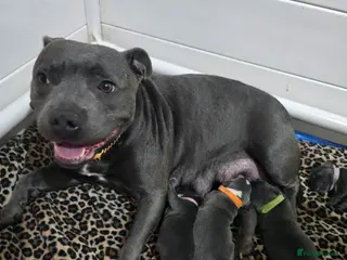 Staffordshire Bull Terrier dogs Strong PURE Blue Eng Staffordshire Bull Terrier - Advert 15