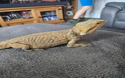 Bearded Dragon reptiles for sale: Orange leatherback Bearded dragon and full set up  - Image 4