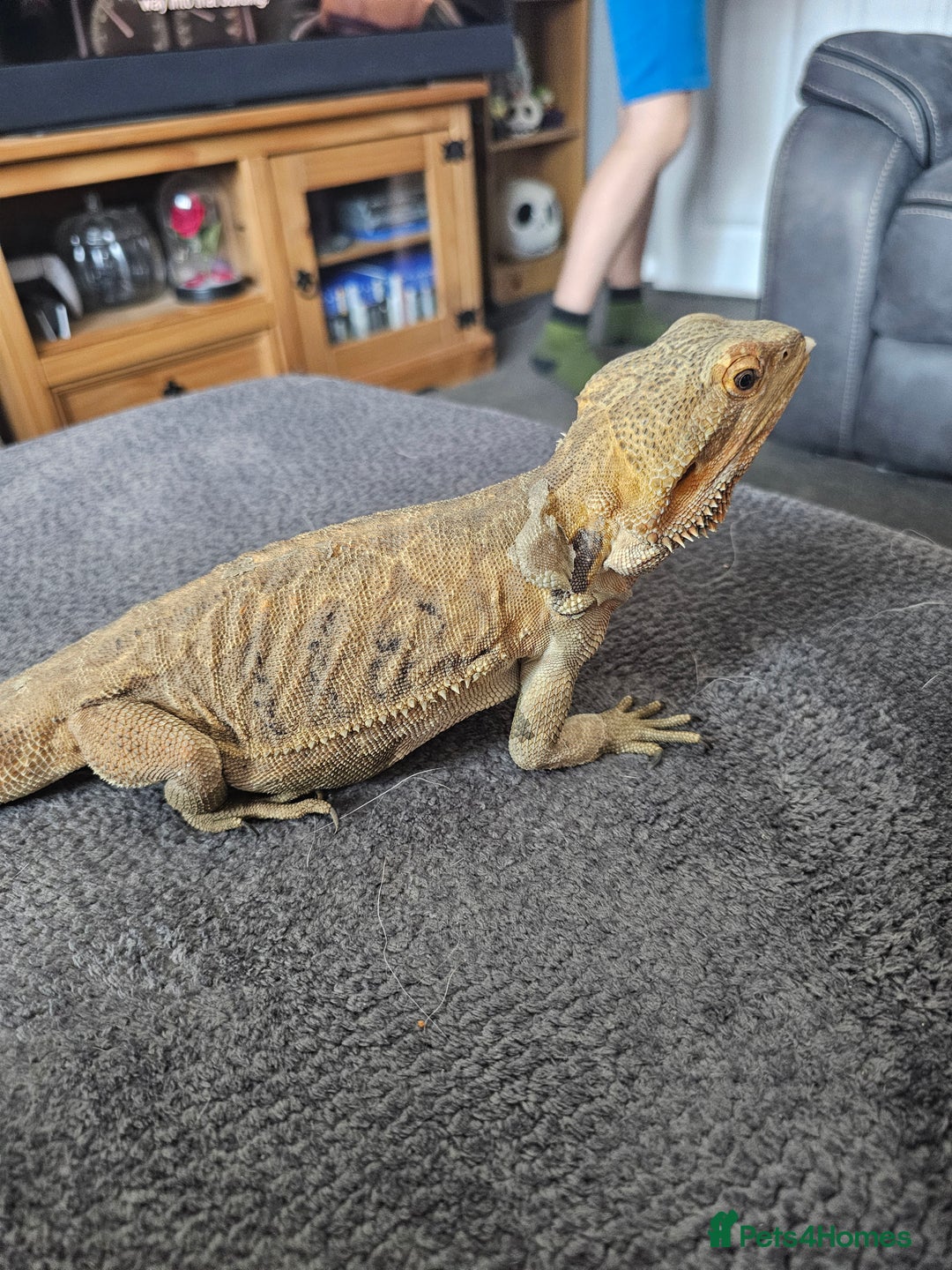 Bearded Dragon reptiles for sale: Orange leatherback Bearded dragon and full set up  - Image 4