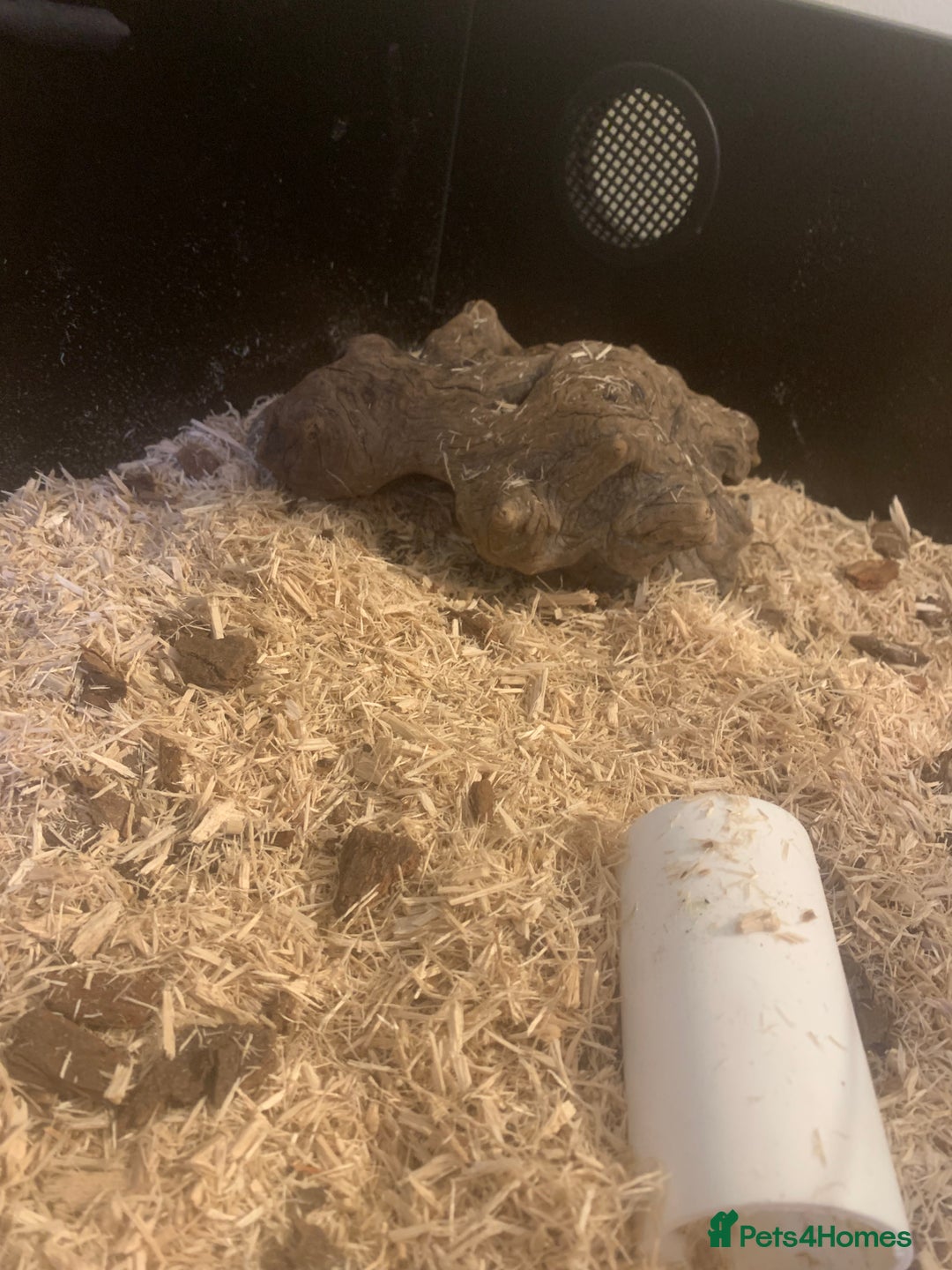 Corn Snake reptiles for sale: Corn snakes for sale - Image 7