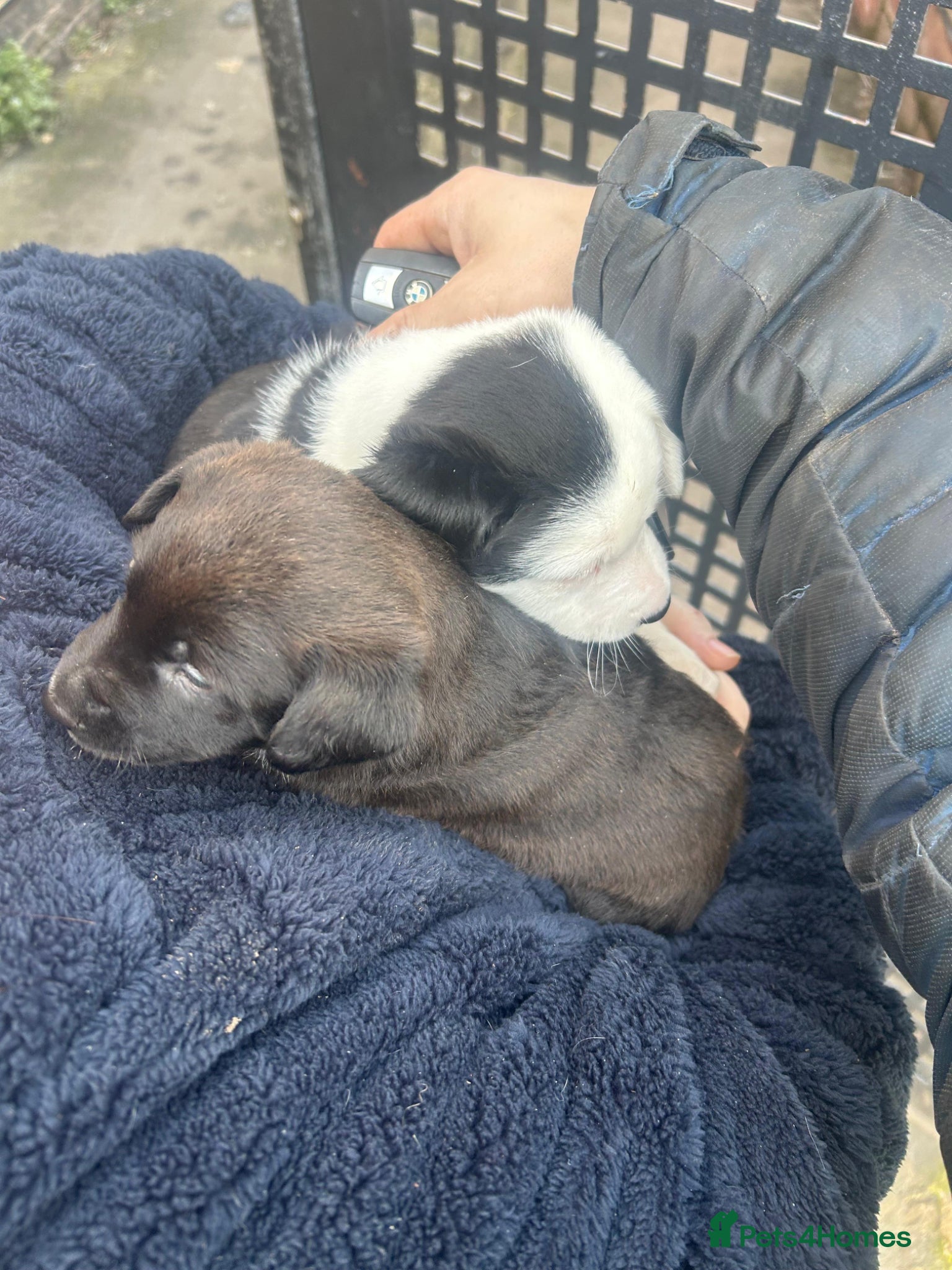 Mixed Breed dogs 2 beautiful girl puppies for sale - Advert 14