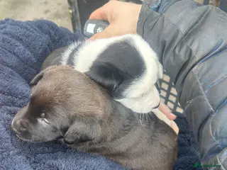 Mixed Breed dogs 2 beautiful girl puppies for sale - Advert 14