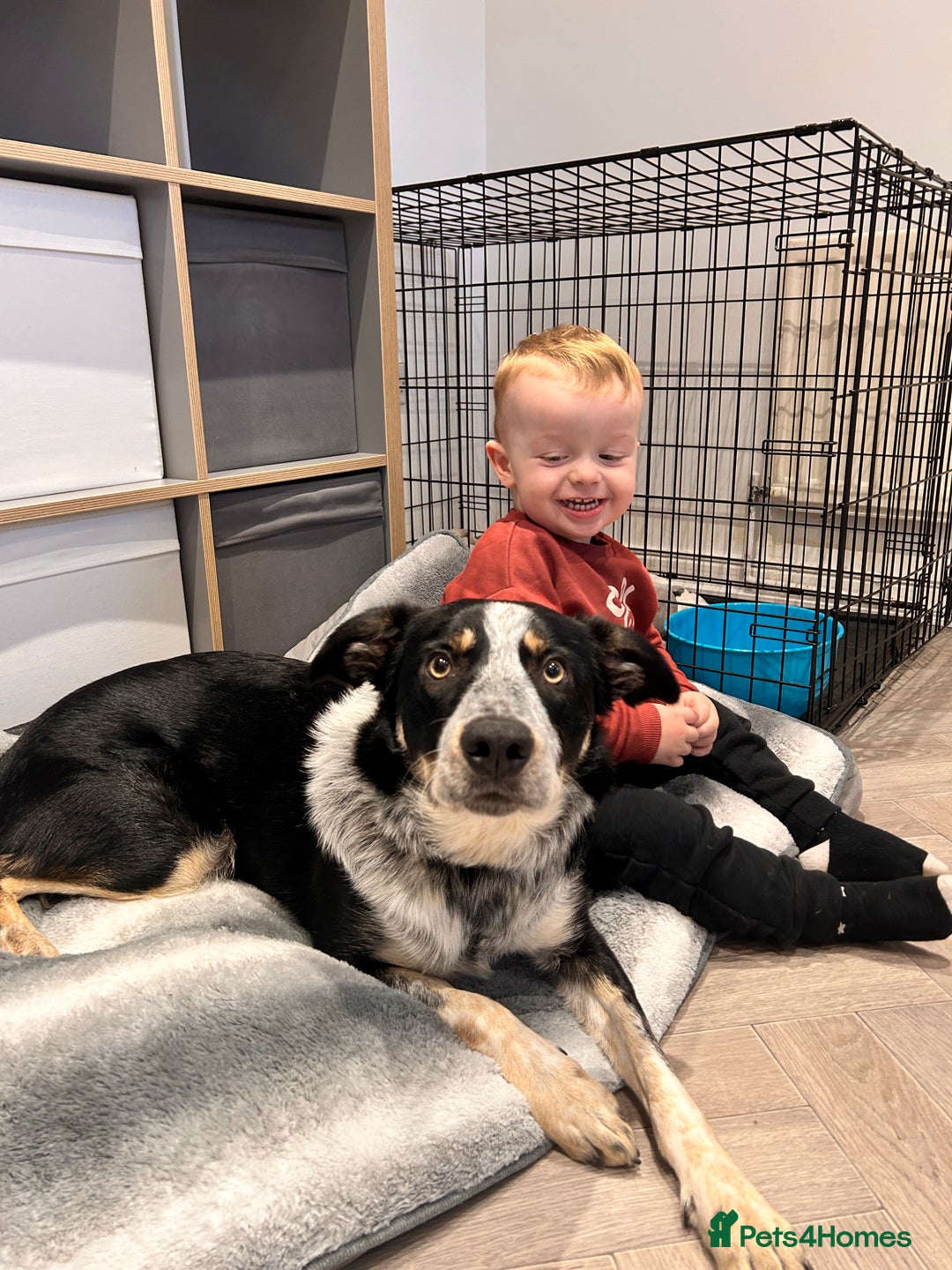 Border Collie dogs for sale: 11 month old Border collie  - Advert 9