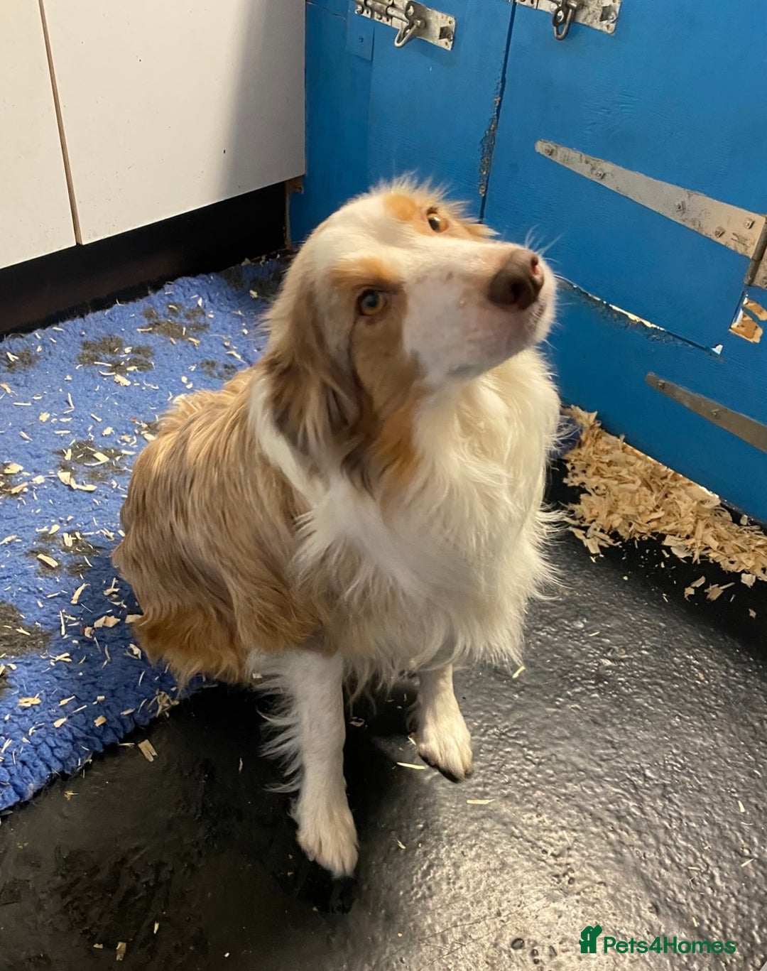 Border Collie dogs for sale: Pure border collie puppies - Advert 13