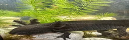 Axolotl reptiles for sale: Axolotl looking for new waters  - Advert 4