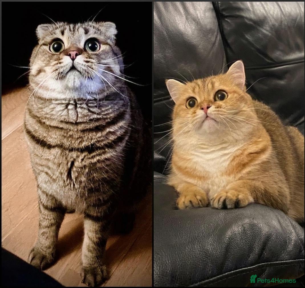 Scottish Fold cats for sale: Two Adorable Brothers Looking For Forever Home - Advert 1