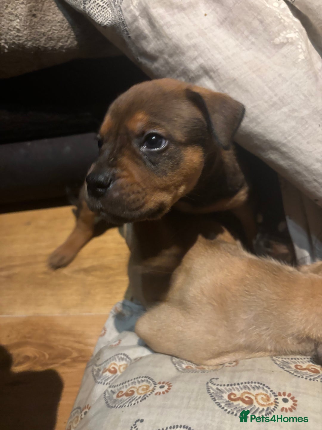 Bullmastiff x Rottweiler/mastiff puppies for sale in Bedford