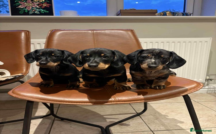 Dachshund dogs - Advert 13