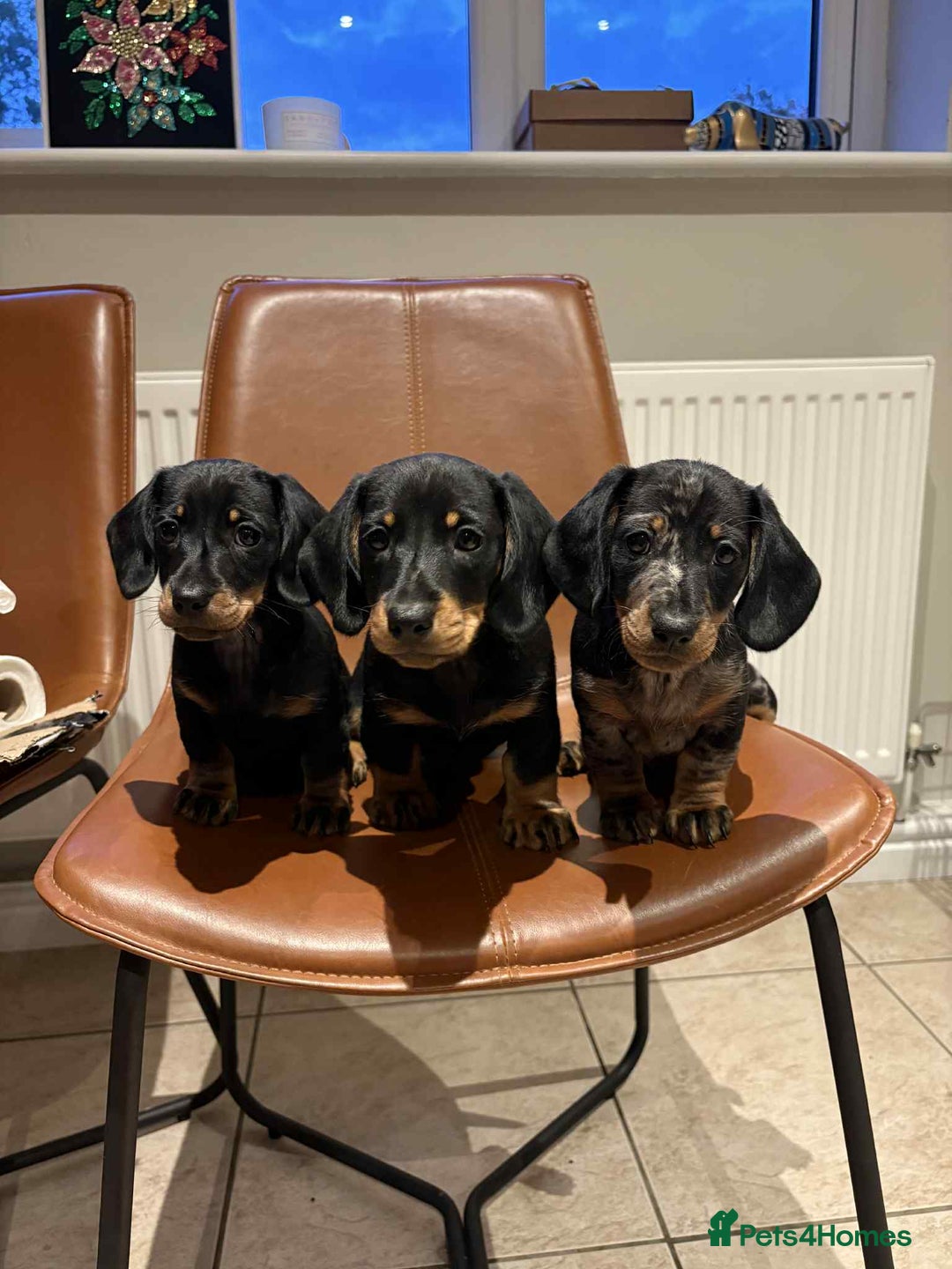 Dachshund dogs for sale: Chunky Standard Homebred Dachshunds - Image 1