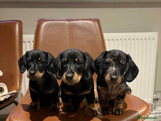 Dachshund dogs - Advert 7