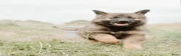 German Shepherd dogs for sale: Kc reg working line German shepherd pups in Barnsley - Advert 7