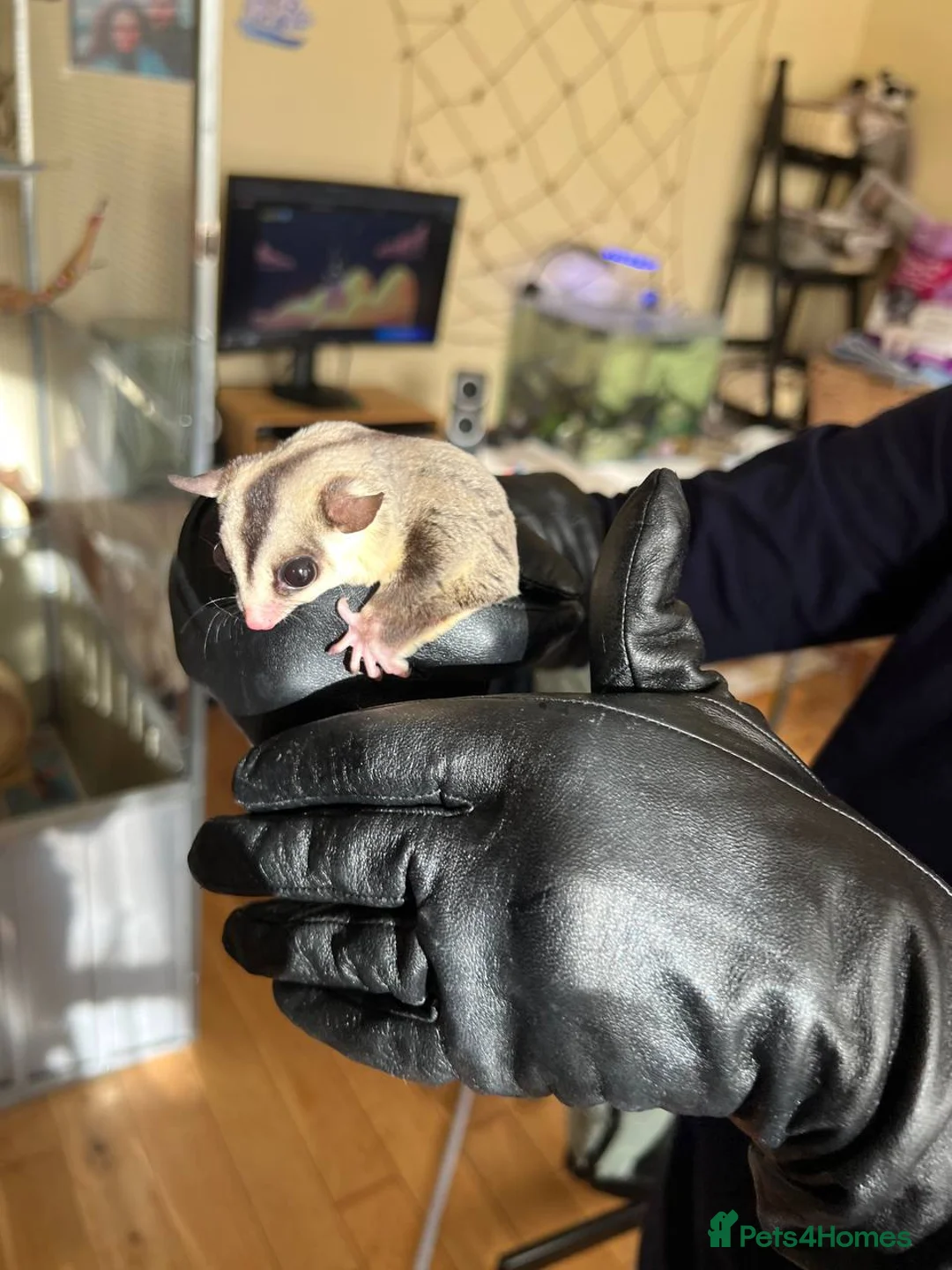 Sugar Glider rodents for sale: 1 Boy and 1 girl left! 🐿️2 sugar gliders!🐿️ - Advert 1