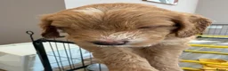 Australian Labradoodle dogs for sale: Multigenerational Australian Labradoodle puppies - Advert 5