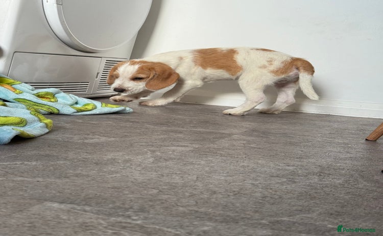 Beagle dogs - Advert 1