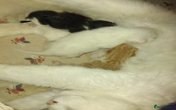 Turkish Angora cats for sale: Fluffy male kitten - Image 4