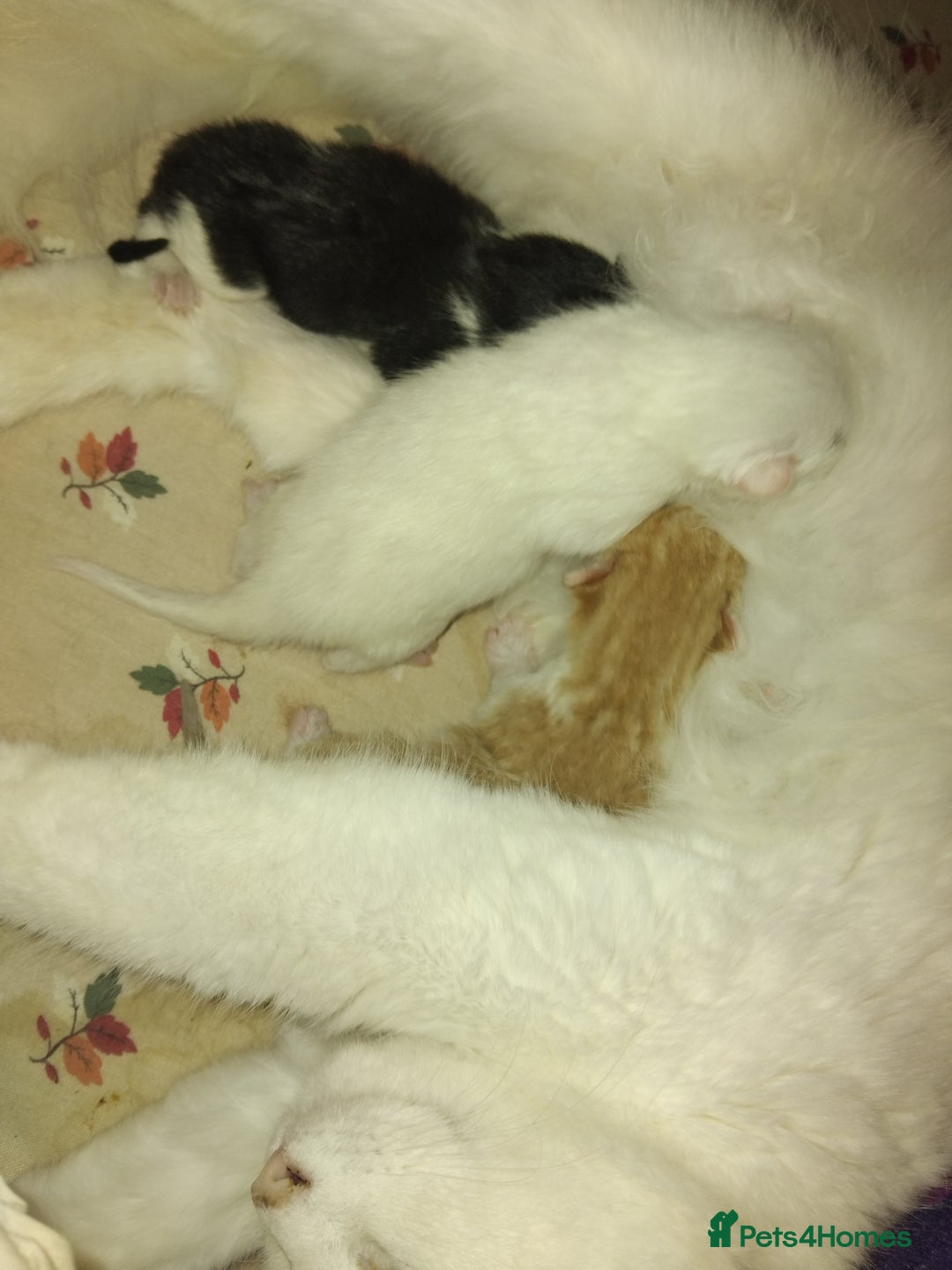 Turkish Angora cats for sale: Fluffy male kitten - Image 4