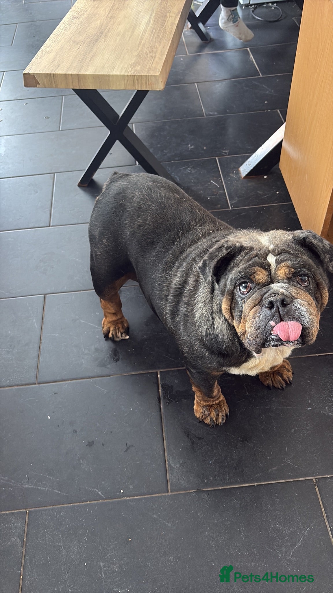 English Bulldog dogs Female 5 years old English bulldog - Advert 10