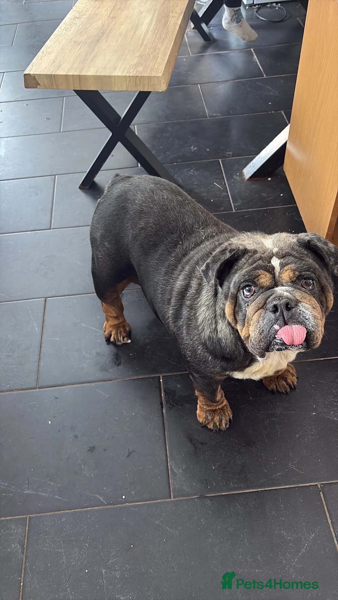 English Bulldog dogs for sale: Female 5 years old English bulldog - Advert 1