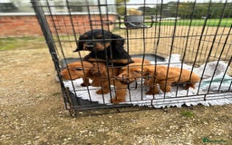Cocker Spaniel dogs for sale: Working cocker spaniel - champion bloodlines  - Image 18