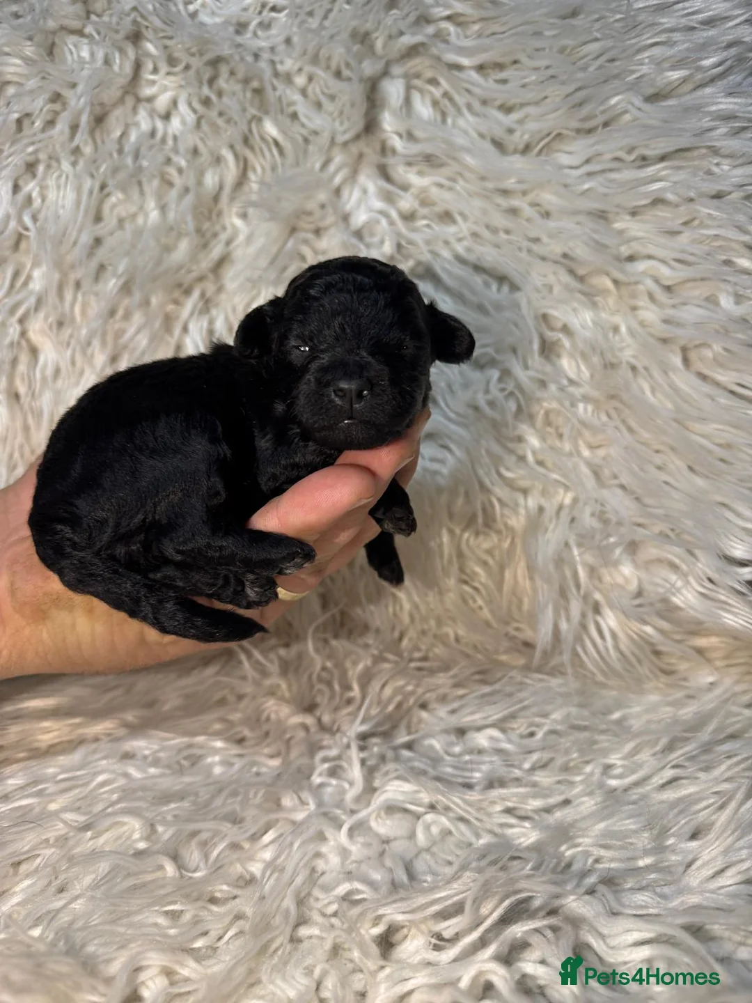 Shihpoo dogs for sale: 9 beautiful shihpoo puppies 🐶  - Advert 7