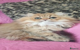 Persian cats for sale: 💖Beautiful Pedigree Chinchilla Persian Kittens. - Advert 7