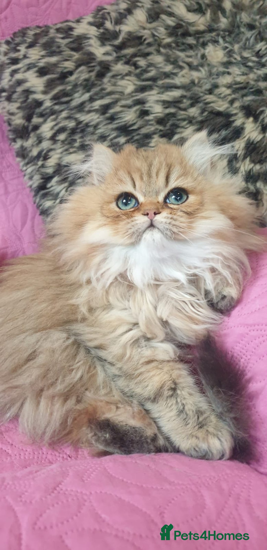 Persian cats for sale: 💖Beautiful Pedigree Chinchilla Persian Kittens. - Advert 7