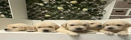 Golden Retriever dogs for sale: Golden Retriever Pups from Health Tested Parents  - Advert 2