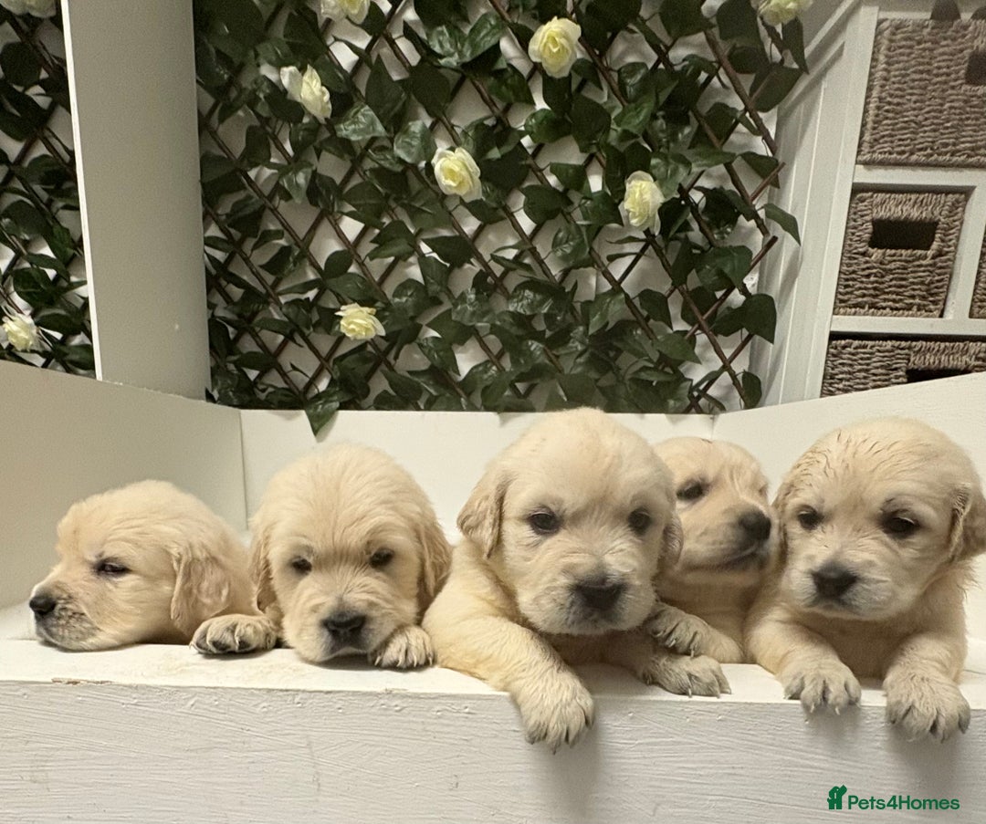 Golden Retriever dogs for sale: Golden Retriever Pups from Health Tested Parents  - Advert 2