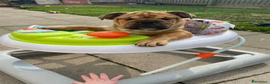 English Bulldog Puppy 4