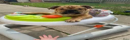 English Bulldog dogs for sale: English bulldog puppies  - Advert 2