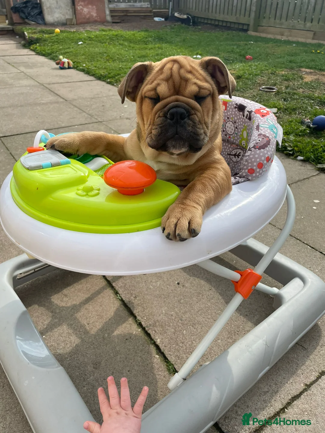 English Bulldog dogs for sale: English bulldog puppies  - Advert 2
