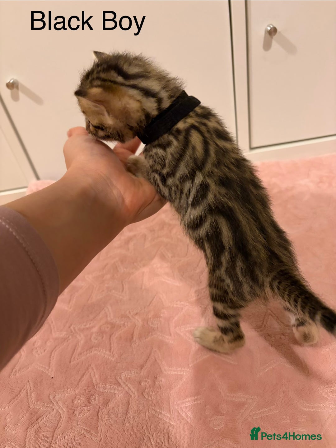 Bengal cats for sale: Pure Bengal Kittens Available  - Image 12