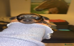 Miniature Dachshund dogs for sale: Stunning miniature dachshund puppies  - Image 7