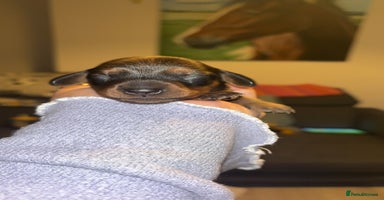 Miniature Dachshund dogs Stunning miniature dachshund puppies  - Advert 7