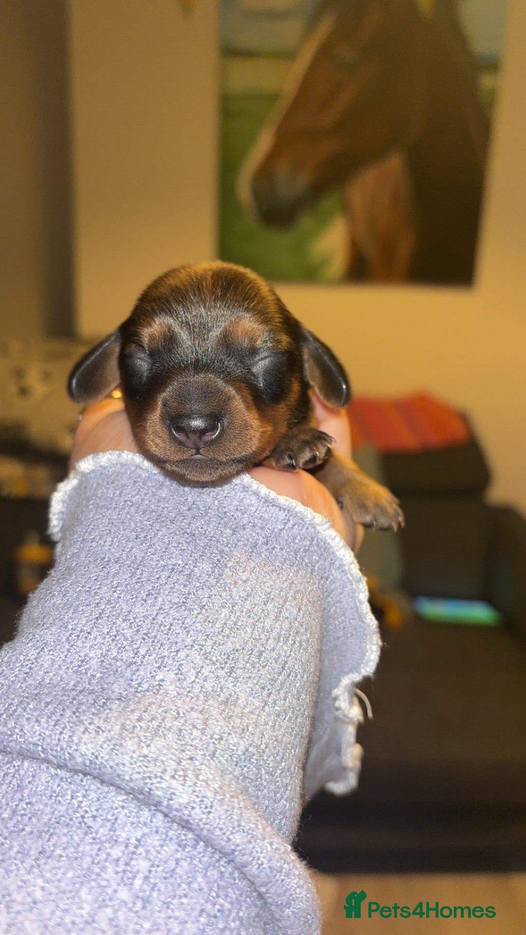 Miniature Dachshund dogs for sale: Stunning miniature dachshund puppies  - Image 7