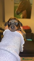 Miniature Dachshund dogs Stunning miniature dachshund puppies - Advert 3