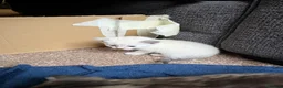 Mixed Breed cats for sale: 4 Kittens 2 white 2 Tabby - Advert 15