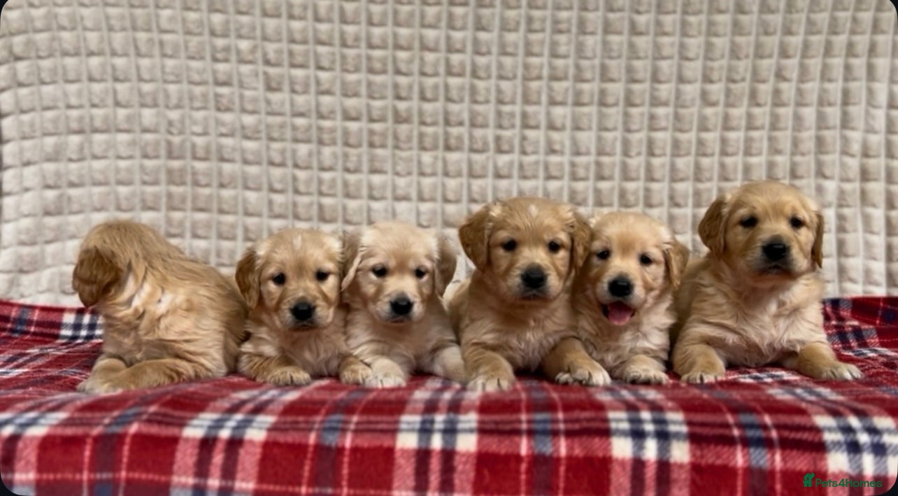 Golden Retriever dogs GORGEOUS GOLDEN RETRIEVER PUPPIES  - Advert 2