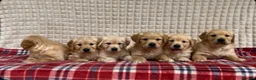 Golden Retriever dogs for sale: GORGEOUS GOLDEN RETRIEVER PUPPIES  in Carmarthen - Advert 2