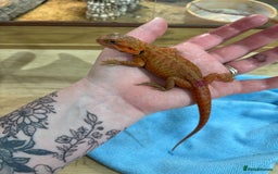 Bearded Dragon reptiles for sale: CB25 Bearded Dragon Babies  - Image 5