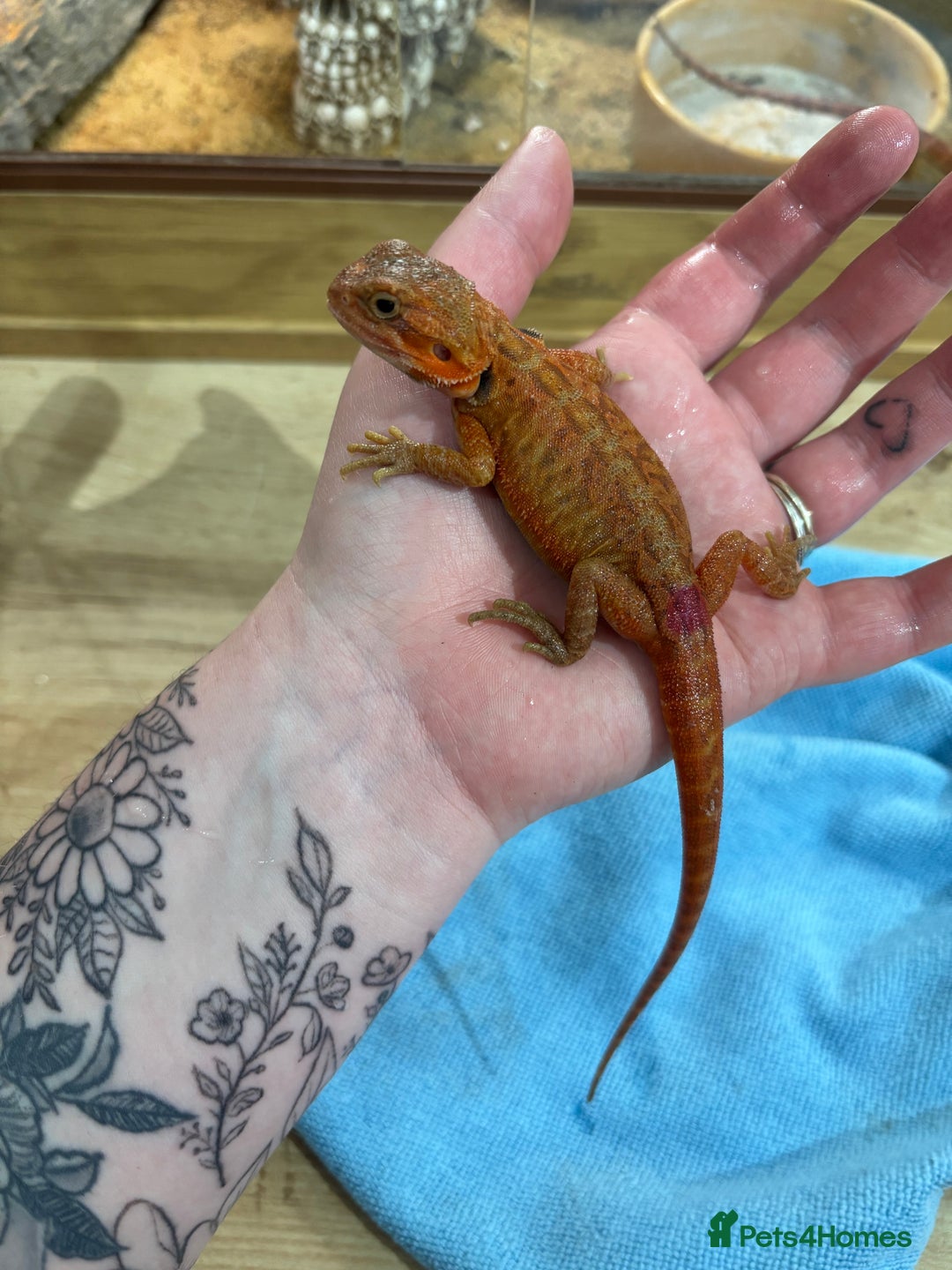 Bearded Dragon reptiles for sale: CB25 Bearded Dragon Babies  - Image 5